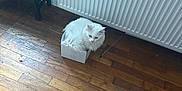 Uriel participe au concours pour gagner de l'argent avec cette photo : cat, white_cat, box, wooden_floor, radiator, pet_feeder, indoor, flooring, feline, fur, domestic_cat, compact_space, resting, cozy, home, pet, curled_up, quiet, calm, small_box