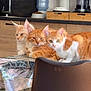 cat, cats, ginger_cat, table, kitchen, coffee_machine, water_dispenser, chair, wooden_floor, countertop, indoor, pet, animal, resting, feline, domestic_cat, curious, three_cats, orange_cat, white_and_orange_cat