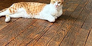 Nala participe au concours pour gagner de l'argent avec cette photo : cat, orange_cat, white_cat, wooden_floor, green_wall, indoor, pet, animal, feline, relaxed, lying_down, flooring, domestic_cat, looking, curious, fur, ears, whiskers, paws, home