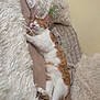 cat, sleeping, orange_and_white, fluffy_pillow, blanket, bed, cozy, resting, indoor, pet, feline, cute, relaxed, fur, tail, paw, comfortable, domestic, animal, home