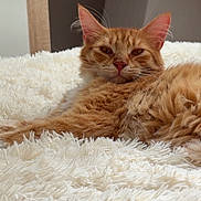 Ades a rejoint le concours — aidez-le/la à gagner de superbes lots ! cat, orange_tabby, fluffy, relaxed, lying_down, indoor, rug, white_rug, fur, pet, sleepy, closeup, animal, whiskers, ears, nose, home, cozy, feline, resting