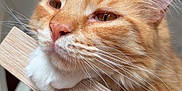 Ades participe au concours pour gagner de l'argent avec cette photo : cat, orange_tabby, close_up, whiskers, paw, wooden_surface, indoor, furniture, relaxed, sleepy, pet, animal, fur, face, ears, home, resting, cute, domestic_cat, portrait