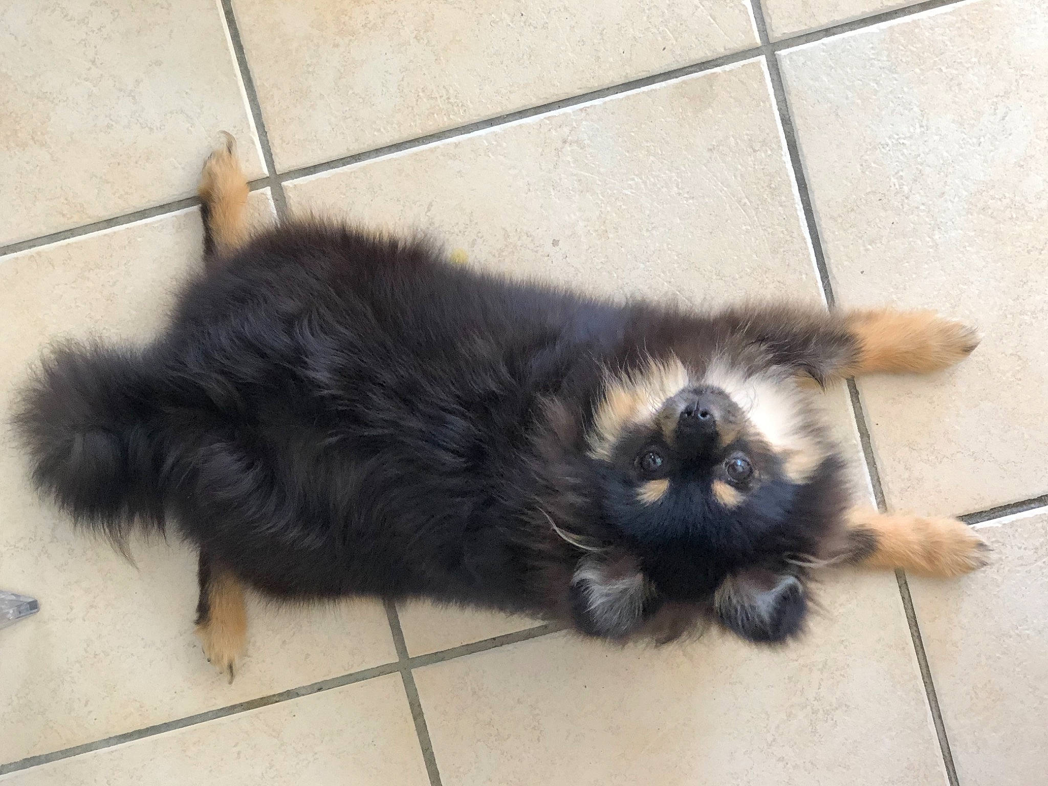 Yummie participe au concours pour gagner de l'argent avec cette photo : canidae, carnivore, claw, companion_dog, dog_breed, felidae, flooring, foot, fur, paw, shadow, small_to_medium_sized_cats, snout, sporting_group, tail, terrestrial_animal, whiskers