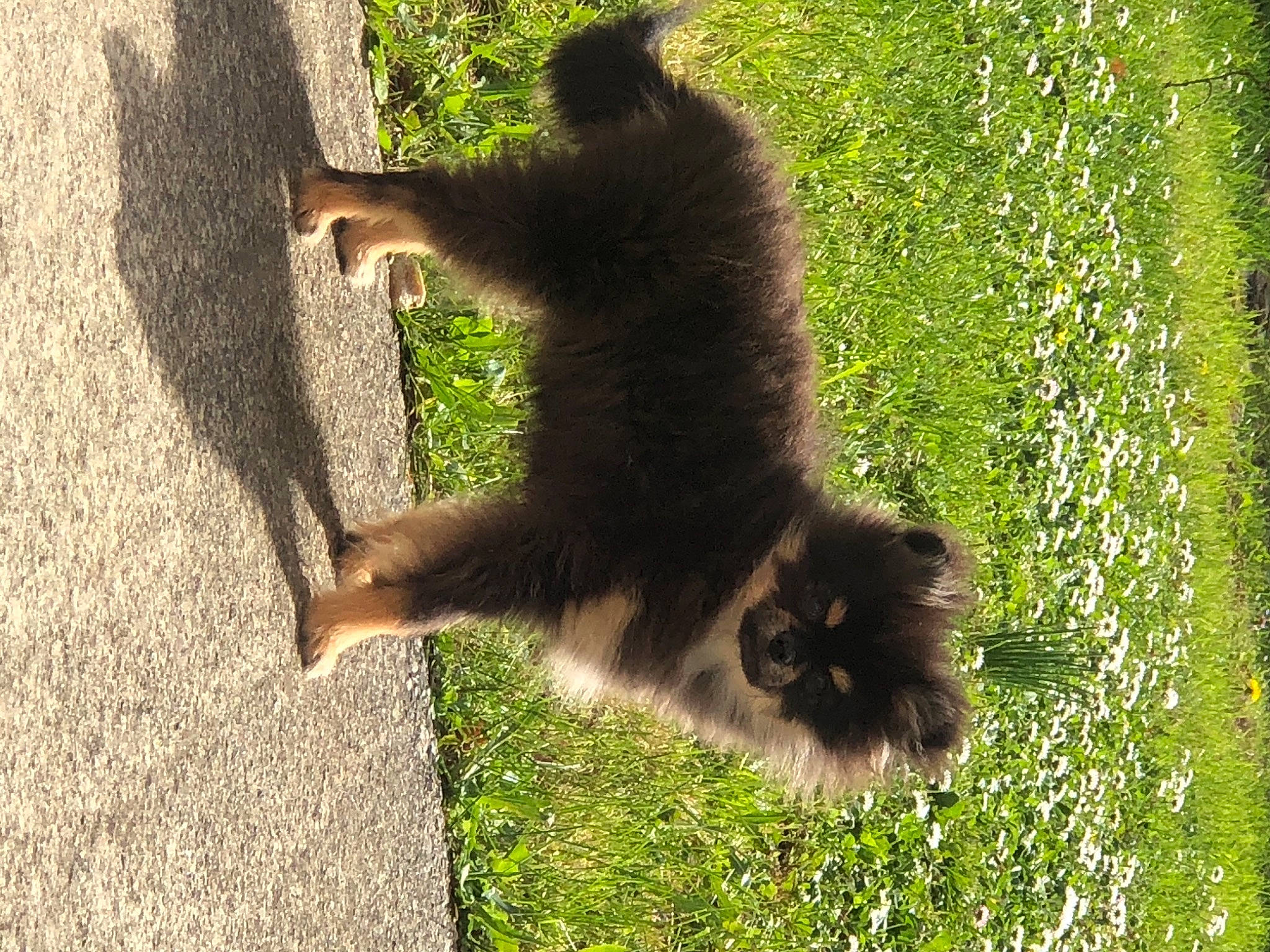 Yummie participe au concours pour gagner de l'argent avec cette photo : _geese_and_swans, carnivore, cat, ducks, felidae, fox_squirrel, fur, grass, groundcover, pasture, paw, plant, road_surface, rodent, shadow, small_to_medium_sized_cats, soil, squirrel, tail, terrestrial_animal