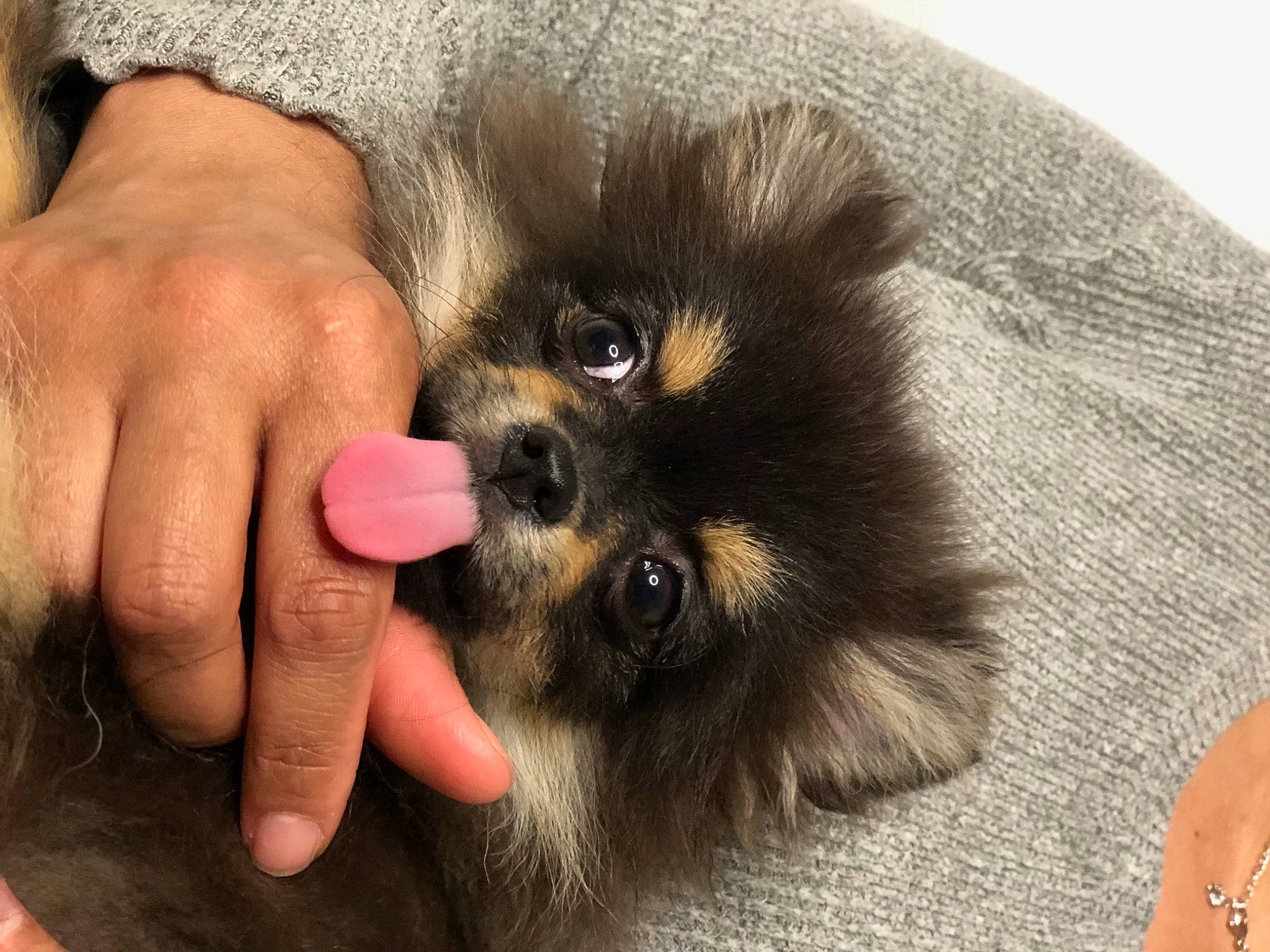 Yummie a rejoint le concours — aidez-le/la à gagner de superbes lots ! canidae, carnivore, companion_dog, dog, dog_breed, fawn, felidae, finger, fur, german_spitz, nail, paw, small_to_medium_sized_cats, snout, spitz, sporting_group, thumb, toy_dog, whiskers, wrist