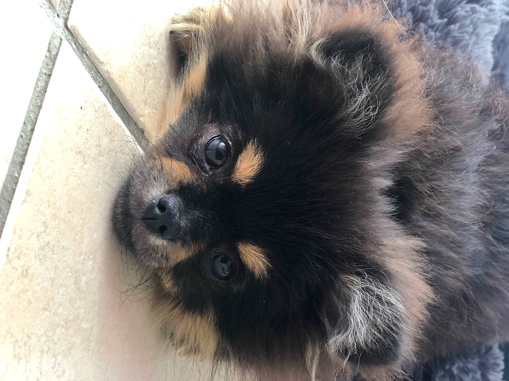 Yummie participe au concours pour gagner de l'argent avec cette photo : ancient_dog_breeds, canidae, carnivore, companion_dog, dog, dog_breed, fawn, fur, german_spitz, german_spitz_klein, german_spitz_mittel, snout, spitz, sporting_group, terrestrial_animal, toy_dog, whiskers, wildlife, working_animal, working_dog