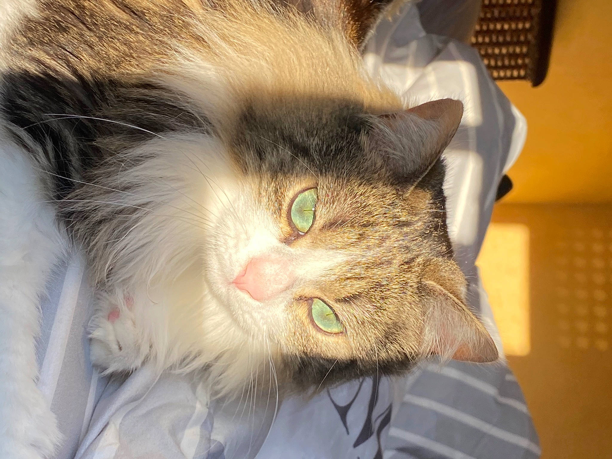 Ricky a rejoint le concours — aidez-le/la à gagner de superbes lots ! carnivore, cat, comfort, domestic_short_haired_cat, ear, felidae, fur, paw, small_to_medium_sized_cats, snout, whiskers