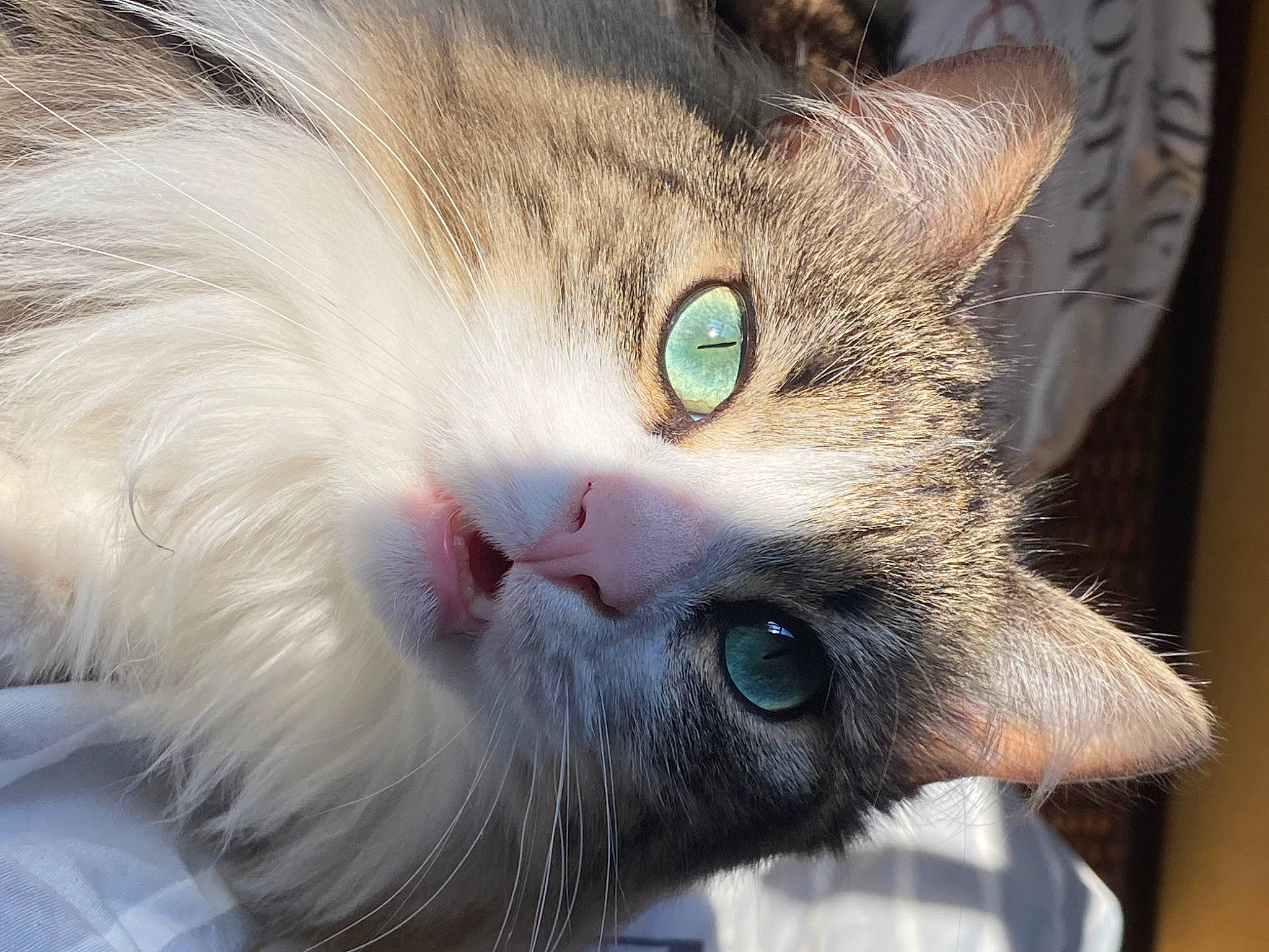 Ricky participe au concours pour gagner de l'argent avec cette photo : carnivore, cat, close_up, domestic_short_haired_cat, ear, felidae, fur, paw, small_to_medium_sized_cats, snout, whiskers