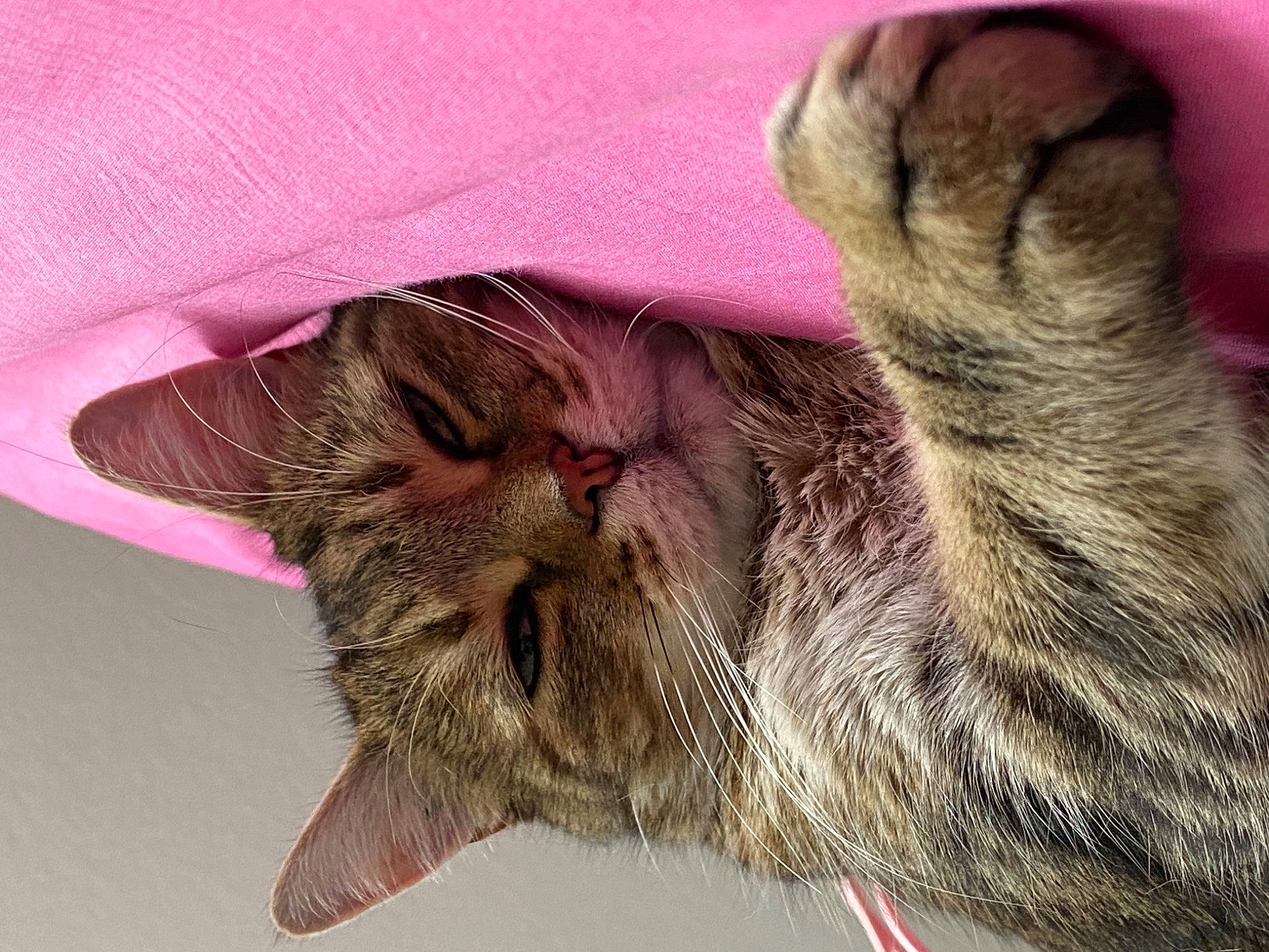 Mimi a rejoint le concours — aidez-le/la à gagner de superbes lots ! carnivore, cat, claw, close_up, domestic_short_haired_cat, ear, fawn, felidae, fur, liver, paw, plant, small_to_medium_sized_cats, snout, tail, terrestrial_animal, whiskers, wildlife