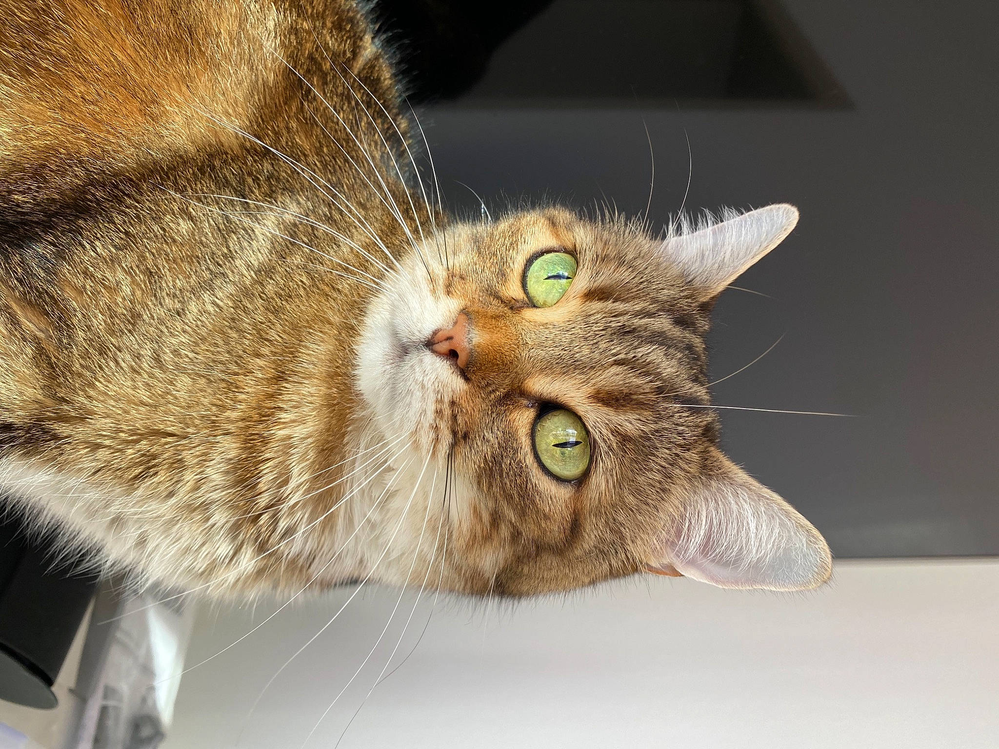Mimi a rejoint le concours — aidez-le/la à gagner de superbes lots ! carnivore, cat, domestic_short_haired_cat, ear, eye, felidae, fur, head, paw, small_to_medium_sized_cats, snout, terrestrial_animal, whiskers, wildlife