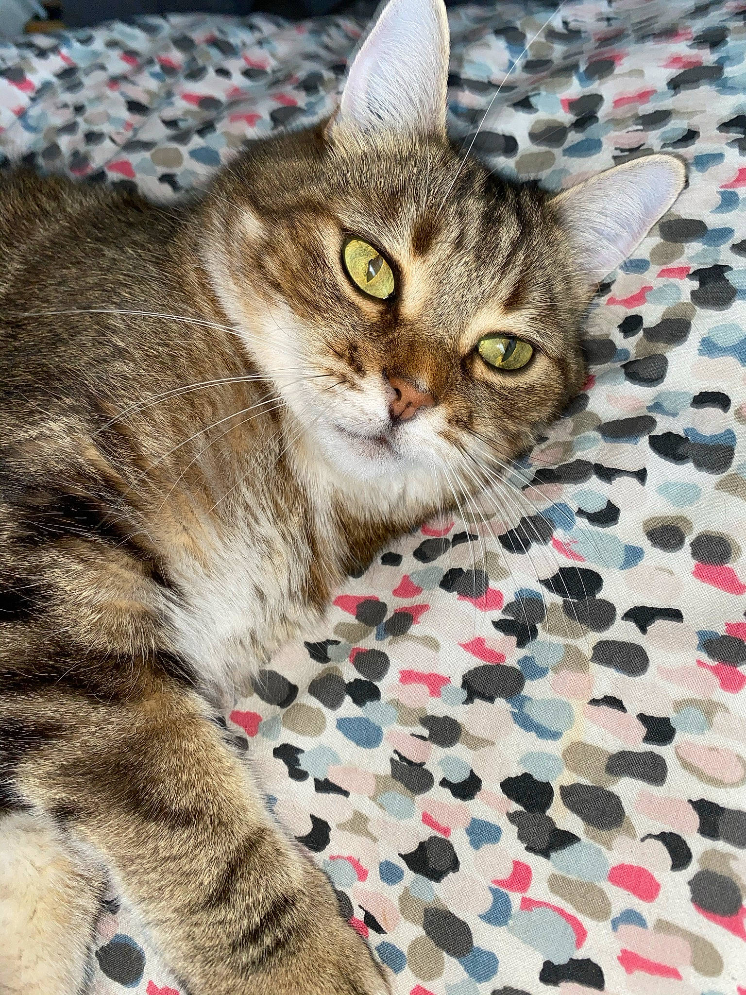 Mimi participe au concours pour gagner de l'argent avec cette photo : art, carnivore, cat, claw, domestic_short_haired_cat, felidae, flooring, fur, pattern, paw, photo_caption, puzzle, small_to_medium_sized_cats, snout, terrestrial_animal, tree, whiskers, wildlife