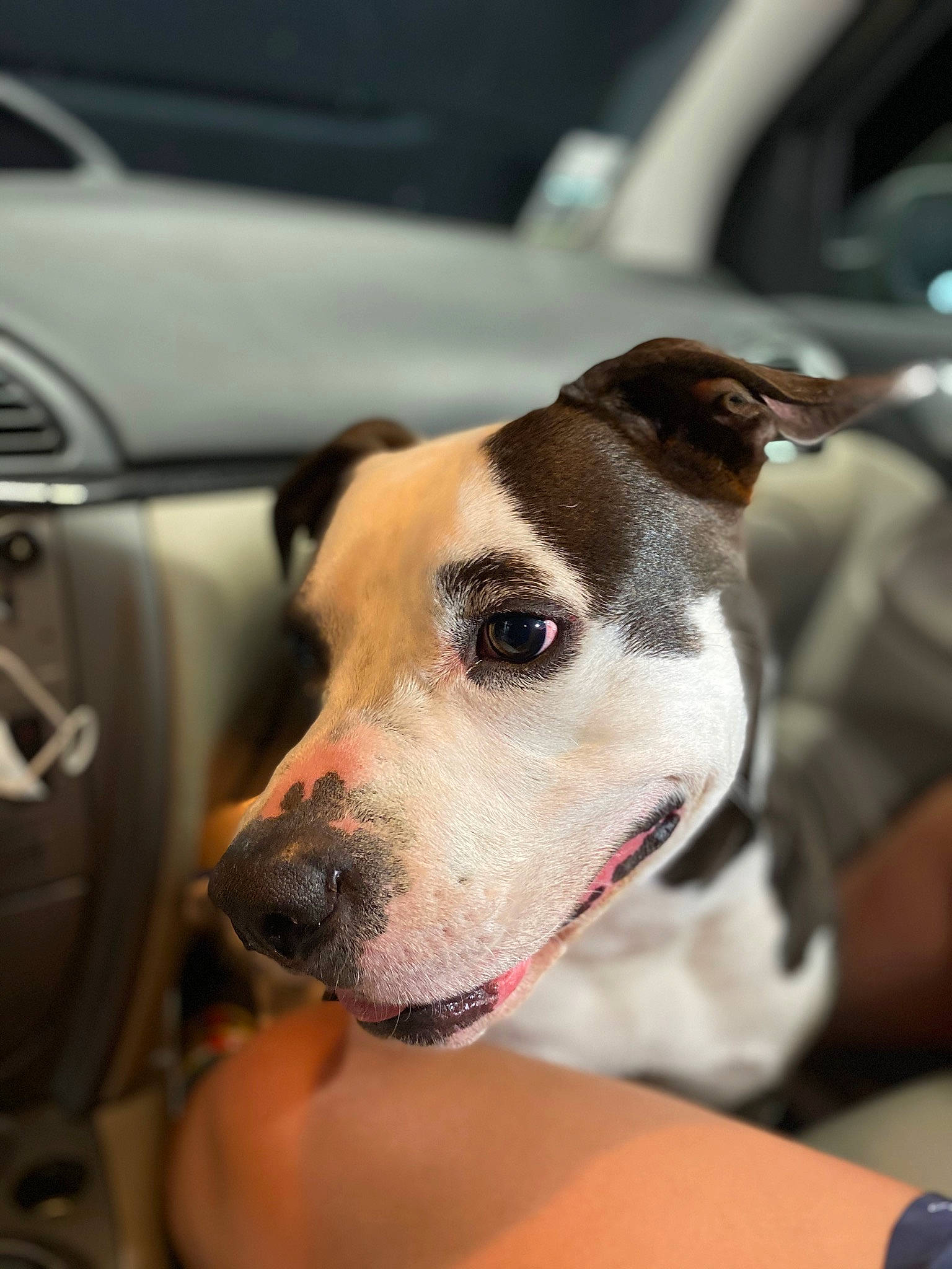 Guizmo participe au concours pour gagner de l'argent avec cette photo : automotive_lighting, car, carnivore, collar, companion_dog, dog, dog_breed, dog_collar, dog_supply, ear, fawn, fur, personal_luxury_car, pet_supply, snout, steering_wheel, vehicle, vehicle_door, whiskers, working_animal