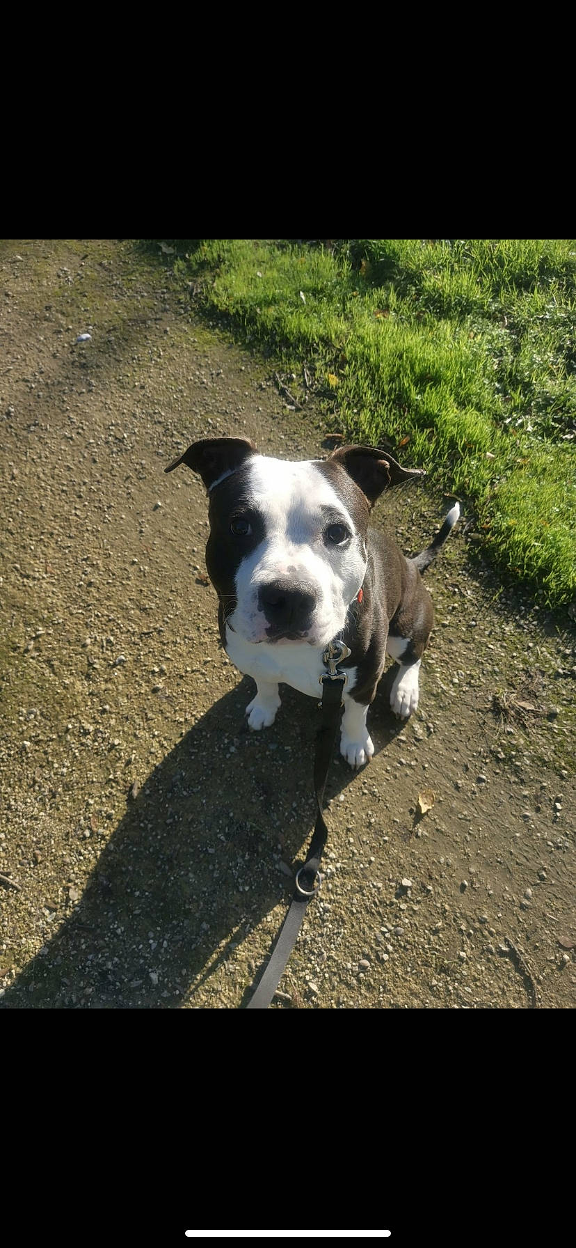 Guizmo participe au concours pour gagner de l'argent avec cette photo : asphalt, carnivore, collar, companion_dog, dog, dog_breed, dog_collar, dog_walking, fawn, grass, pet_supply, plant, road_surface, shadow, soil, street_dog, tail, terrier, whiskers, working_animal