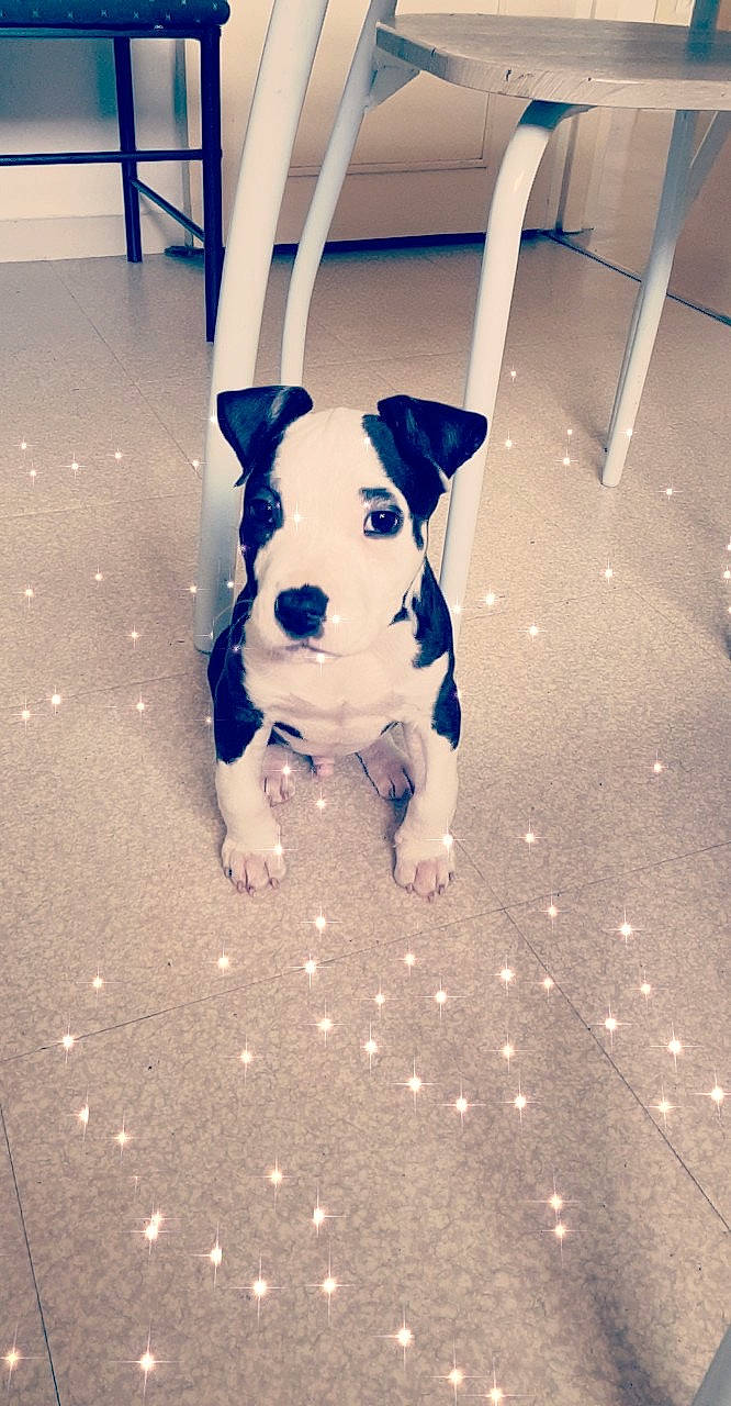 Guizmo a rejoint le concours — aidez-le/la à gagner de superbes lots ! canidae, carnivore, collar, companion_dog, dog, dog_breed, electric_blue, fawn, flooring, non_sporting_group, pattern, pet_supply, road_surface, shadow, snout, sporting_group, tail, toy_dog, whiskers, working_animal