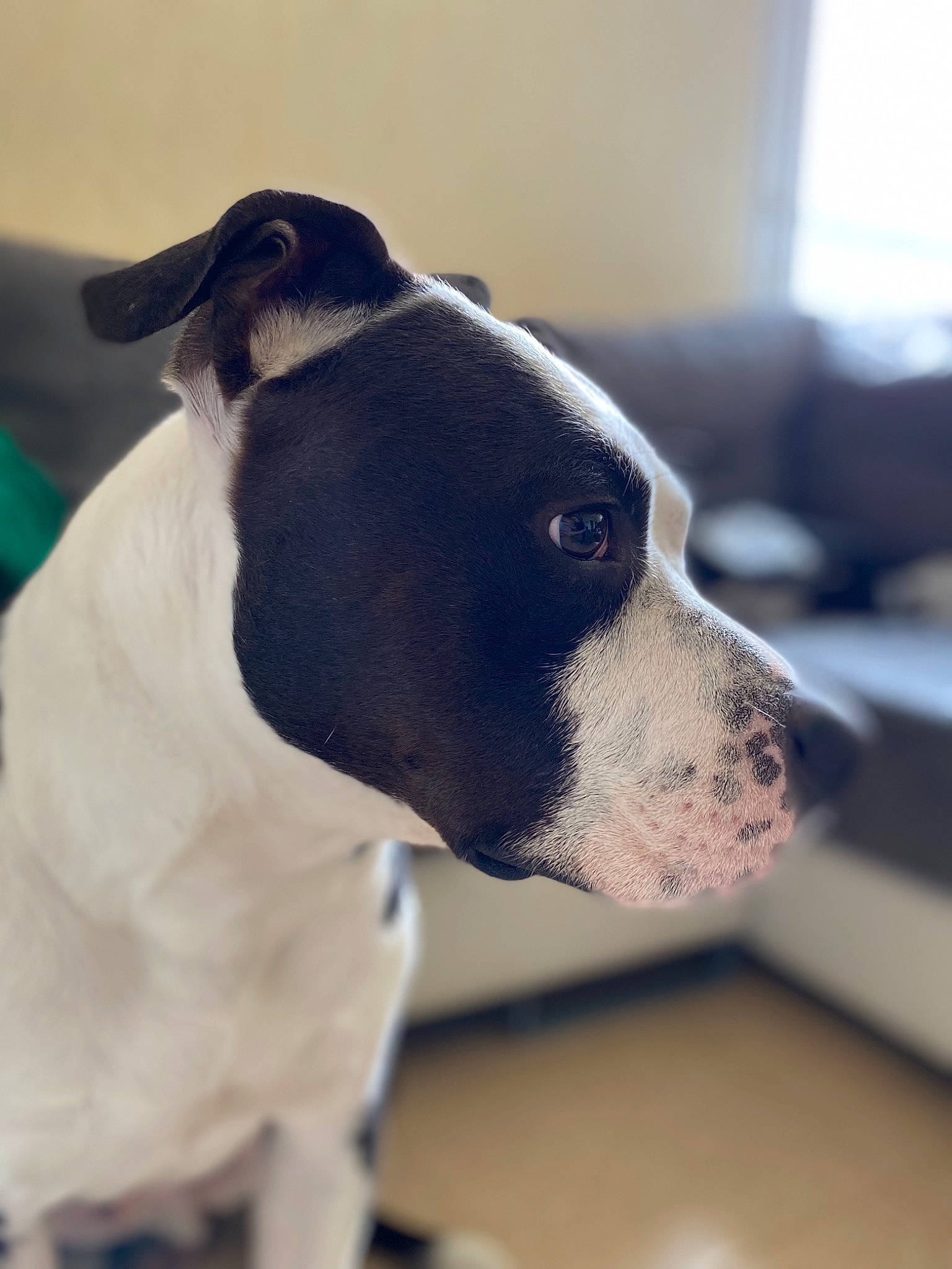 Guizmo participe au concours pour gagner de l'argent avec cette photo : canidae, carnivore, collar, companion_dog, dog, dog_breed, dog_collar, dog_supply, ear, fawn, fur, non_sporting_group, pet_supply, snout, sporting_group, terrestrial_animal, whiskers, working_animal