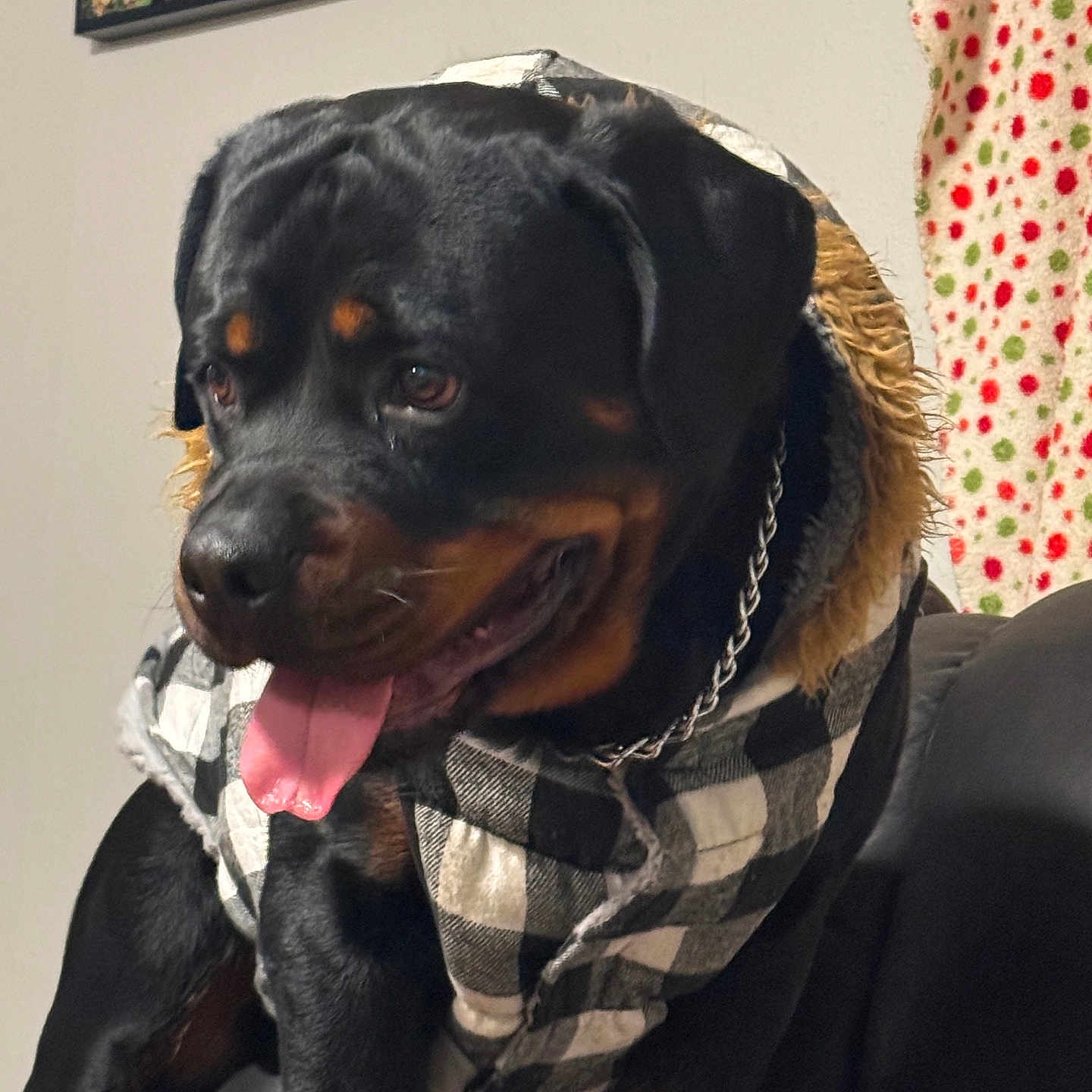 Bane joined the competition — help win amazing prizes! accessories, animal, bandana, canine, clothing, coat, dog, face, hat, head, headband, hound, jacket, labradorretriever, person, pet, photography, portrait, puppy, scarf
