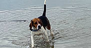 Ulky participe au concours pour gagner de l'argent avec cette photo : animal, beach, beagle, bulldog, canine, coast, dog, hound, leash, nature, outdoors, person, pet, pitbull, pug, puppy, ripple, sea, shoreline, water