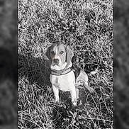 Ulky participe au concours pour gagner de l'argent avec cette photo : animal, beagle, bostonbull, bulldog, canine, dog, face, grass, head, hound, nature, outdoors, person, pet, photography, plant, portrait, puppy, soil, vegetation