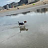 Ulky participe au concours pour gagner de l'argent avec cette photo : animal, beach, bicycle, bus, canine, car, coast, dog, hound, nature, outdoors, person, pet, puppy, sea, shoreline, sky, transportation, vehicle, water