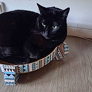 Moédza a rejoint le concours — aidez-le/la à gagner de superbes lots ! animal, black_cat, cat, cat_bed, cozy, cute, domestic_cat, ears, feline, flooring, fur, green_eyes, household, indoor, patterned_bed, pet, relaxed, resting, whiskers, wooden_floor