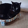 animal, black_cat, cat, cat_bed, cozy, cute, domestic_cat, ears, feline, flooring, fur, green_eyes, household, indoor, patterned_bed, pet, relaxed, resting, whiskers, wooden_floor