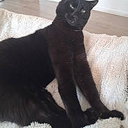 Moédza a rejoint le concours — aidez-le/la à gagner de superbes lots ! black_cat, cat, pet, animal, feline, stretching, fluffy_blanket, indoor, floor, wooden_floor, relaxed, green_eyes, whiskers, paw, fur, domestic_animal, home, cute, cozy, resting