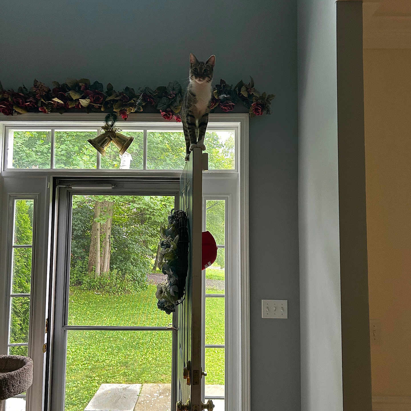 Max joined the competition — help win amazing prizes! animal, balance, bells, cat, curiosity, decor, door, door_handle, feline, floral_wreath, glass, greenery, home, indoor, light_switch, nature, pet, plant, wall, window
