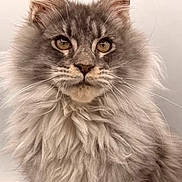 George Cooney joined the competition — help win amazing prizes! animal, cat, close_up, cute, domestic_animal, ears, eyes, feline, fluffy, fur, indoor, isolated, long_hair, maine_coon, mammal, neutral_background, pet, portrait, soft_light, whiskers