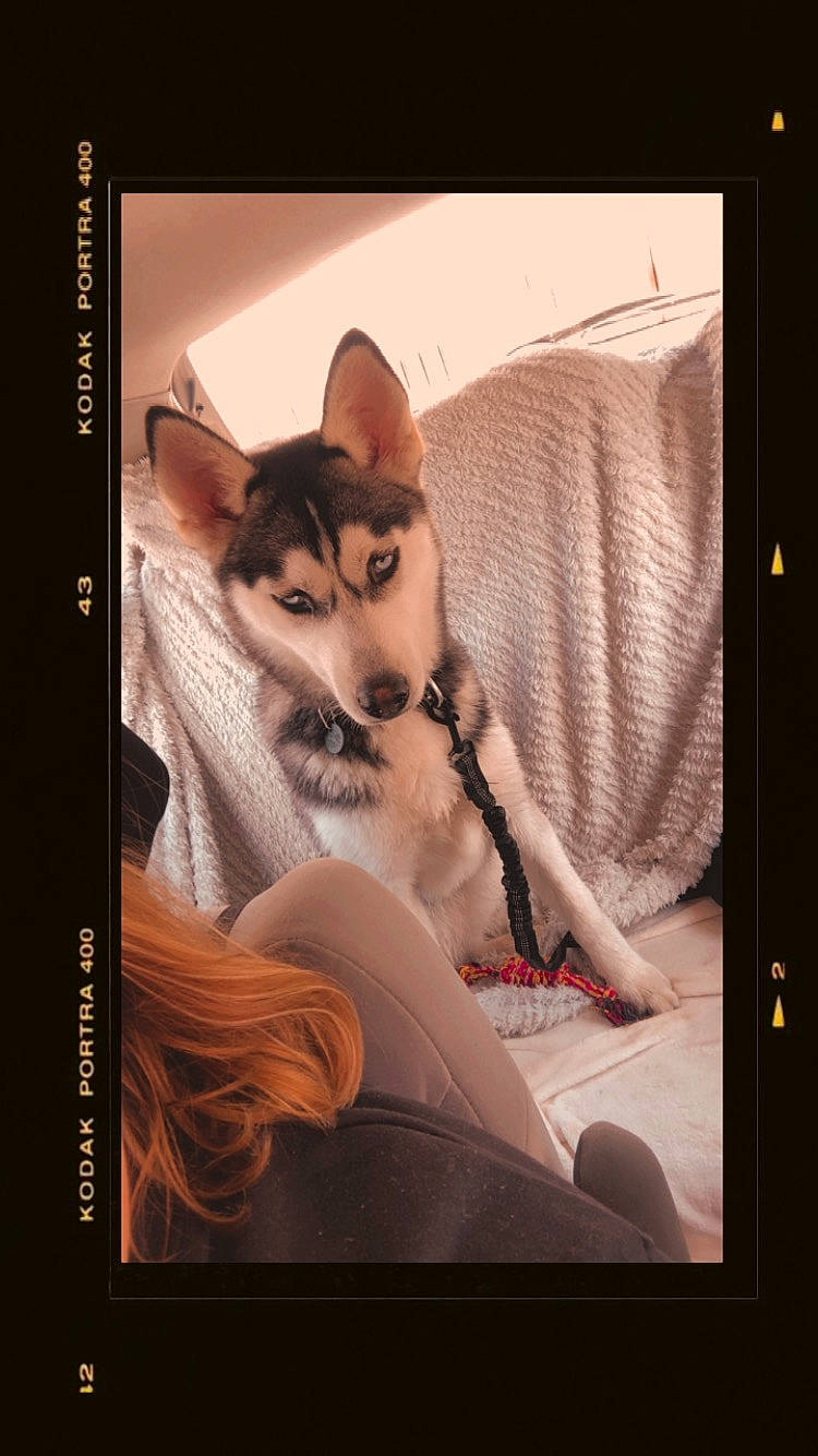 Ulysa a rejoint le concours — aidez-le/la à gagner de superbes lots ! art, carnivore, cat, comfort, companion_dog, dog_breed, fawn, felidae, font, fur, illustration, linens, paw, photo_caption, picture_frame, small_to_medium_sized_cats, stock_photography, tail, visual_arts, whiskers