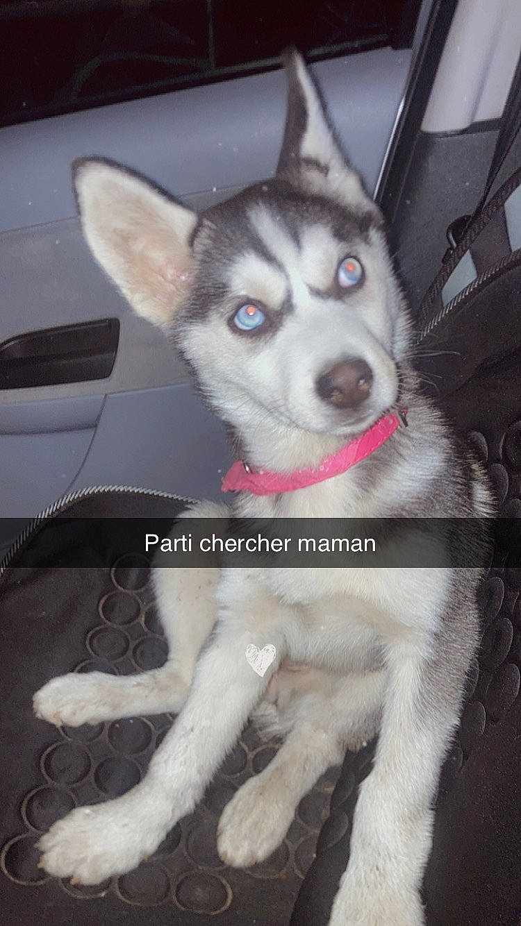 Ulysa participe au concours pour gagner de l'argent avec cette photo : ancient_dog_breeds, canidae, carnivore, collar, companion_dog, dog, dog_breed, fur, jaw, non_sporting_group, paw, pet_supply, siberian_husky, sled_dog, snout, sporting_group, terrestrial_animal, whiskers, working_animal, working_dog