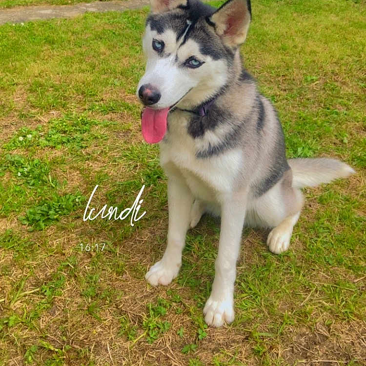 Ulysa a rejoint le concours — aidez-le/la à gagner de superbes lots ! accessories, animal, ball, canine, dog, eskimodog, football, grass, husky, lawn, nature, outdoors, pet, plant, puppy, soccer, soccerball, sport, strap, whitedog