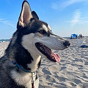 Alexei is registered to the contest to win money with this photo: dog, husky, beach, sand, sky, collar, leash, outdoor, pet, animal, canine, sunny, daytime, tongue_out, ears_up, close_up, portrait, nature, happy, vacation