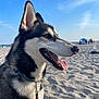 dog, husky, beach, sand, sky, collar, leash, outdoor, pet, animal, canine, sunny, daytime, tongue_out, ears_up, close_up, portrait, nature, happy, vacation