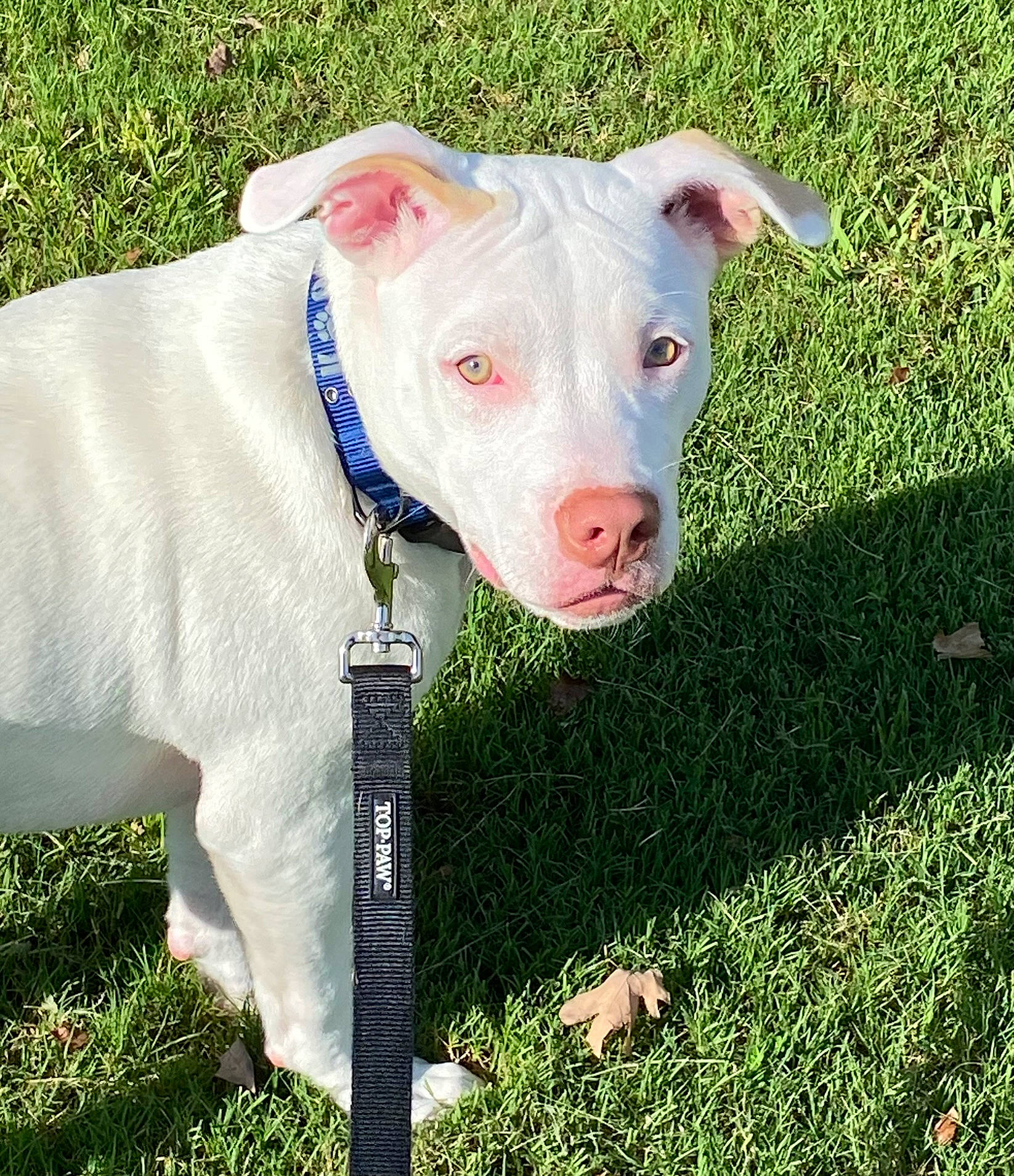 Scooberton Pembrooke