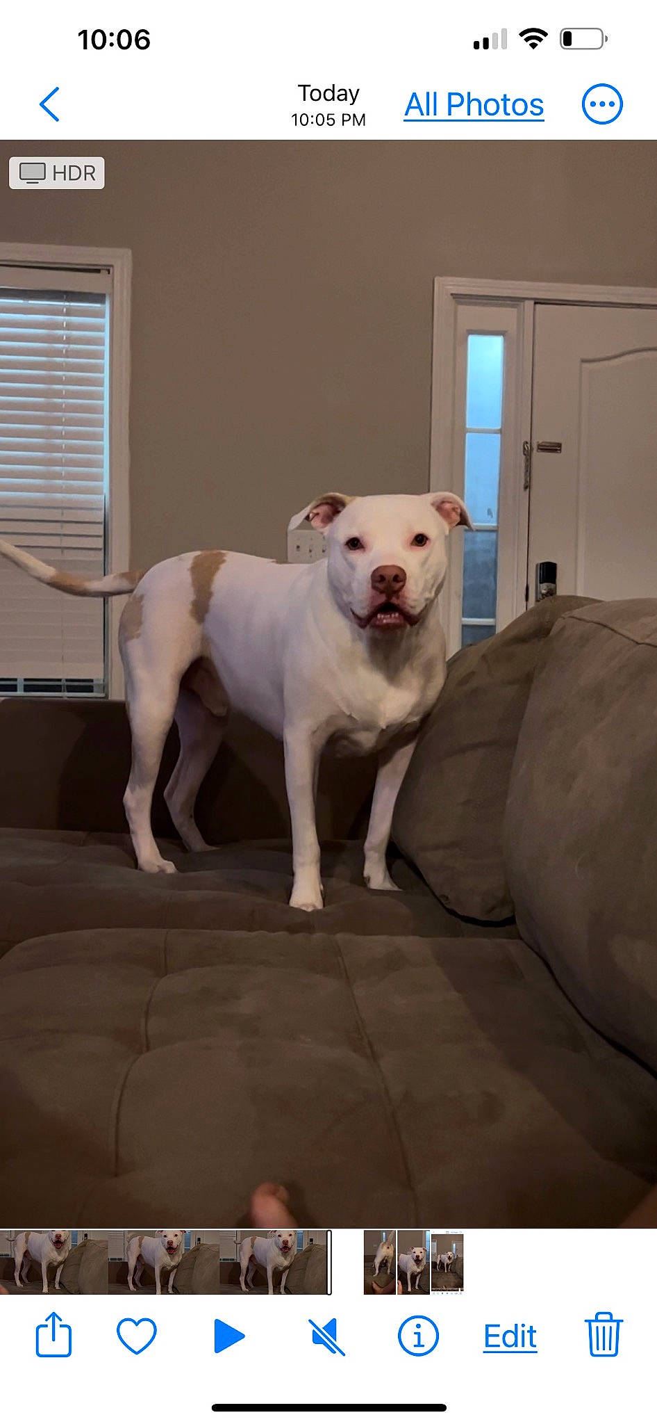 Scoober is registered to the contest to win money with this photo: bull_terrier, carnivore, collar, comfort, companion_dog, couch, dog, dog_breed, door, fawn, floor, flooring, grey, pet_supply, snout, tail, window, window_blind, wood, working_animal