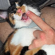Bubbles is registered to the contest to win money with this photo: cat, calico, pet, animal, playful, bite, finger, human_hand, closeup, fur, teeth, pink_nose, indoor, resting, cozy, patterned_fabric, cute, domestic_cat, paw, whiskers
