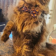Patrick Meowhomes is registered to the contest to win money with this photo: cat, tabby, bow_tie, tongue_out, fluffy, pet, indoor, countertop, granite, playful, feline, whiskers, ears, curtains, sign, kitchen, window, door, fur, animal