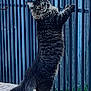 Patrick Meowhomes joined the competition — help win amazing prizes! cat, fluffy, standing, blue_fence, outdoor, curious, animal, pet, long_tail, whiskers, tabby, alert, grass, daylight, metal_bars, fur, four_legs, playful, nature, side_view