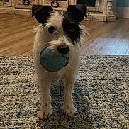Trixie is registered to the contest to win money with this photo: dog, toy, ball, indoor, carpet, rug, wood_floor, furniture, cabinet, window, blinds, pet, playful, small_dog, white_fur, black_fur, ears, face, mouth, living_room