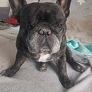 Luigi participe au concours pour gagner de l'argent avec cette photo : animal, blanket, canine, companion, cozy, cute, dog, domestic, ears, face, french_bulldog, friendly, fur, home, indoor, looking, one-eyed, pet, portrait, sitting