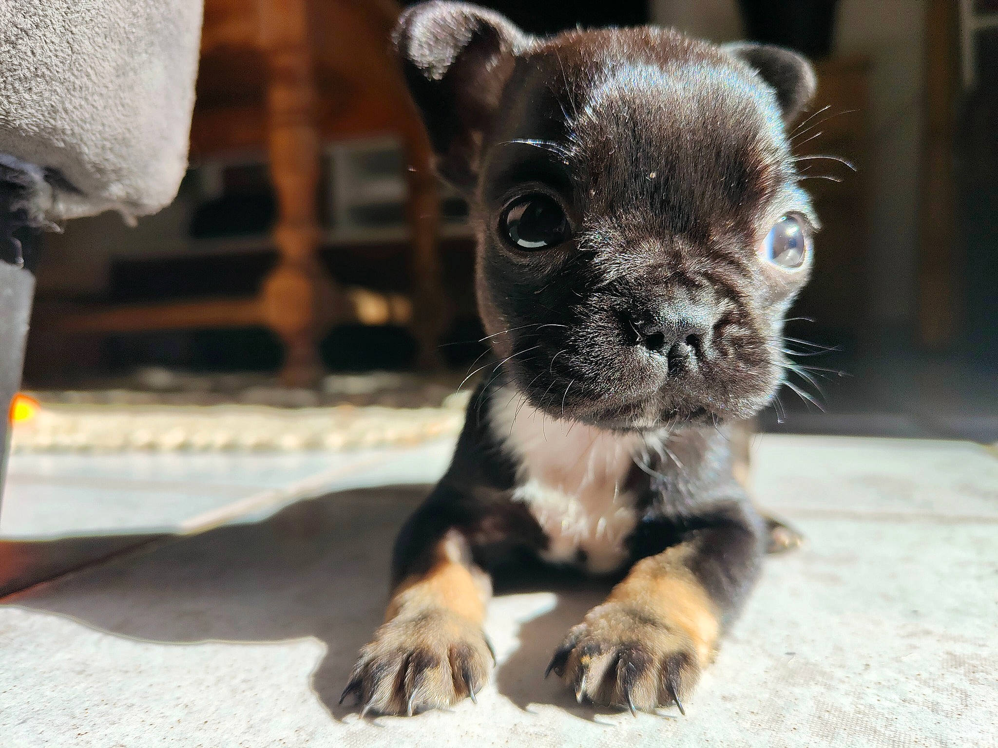 Mia a rejoint le concours — aidez-le/la à gagner de superbes lots ! canidae, carnivore, claw, companion_dog, dog, dog_breed, eyelash, fawn, felidae, fur, non_sporting_group, paw, puppy, snout, sporting_group, terrestrial_animal, toy_dog, whiskers, wildlife, working_animal