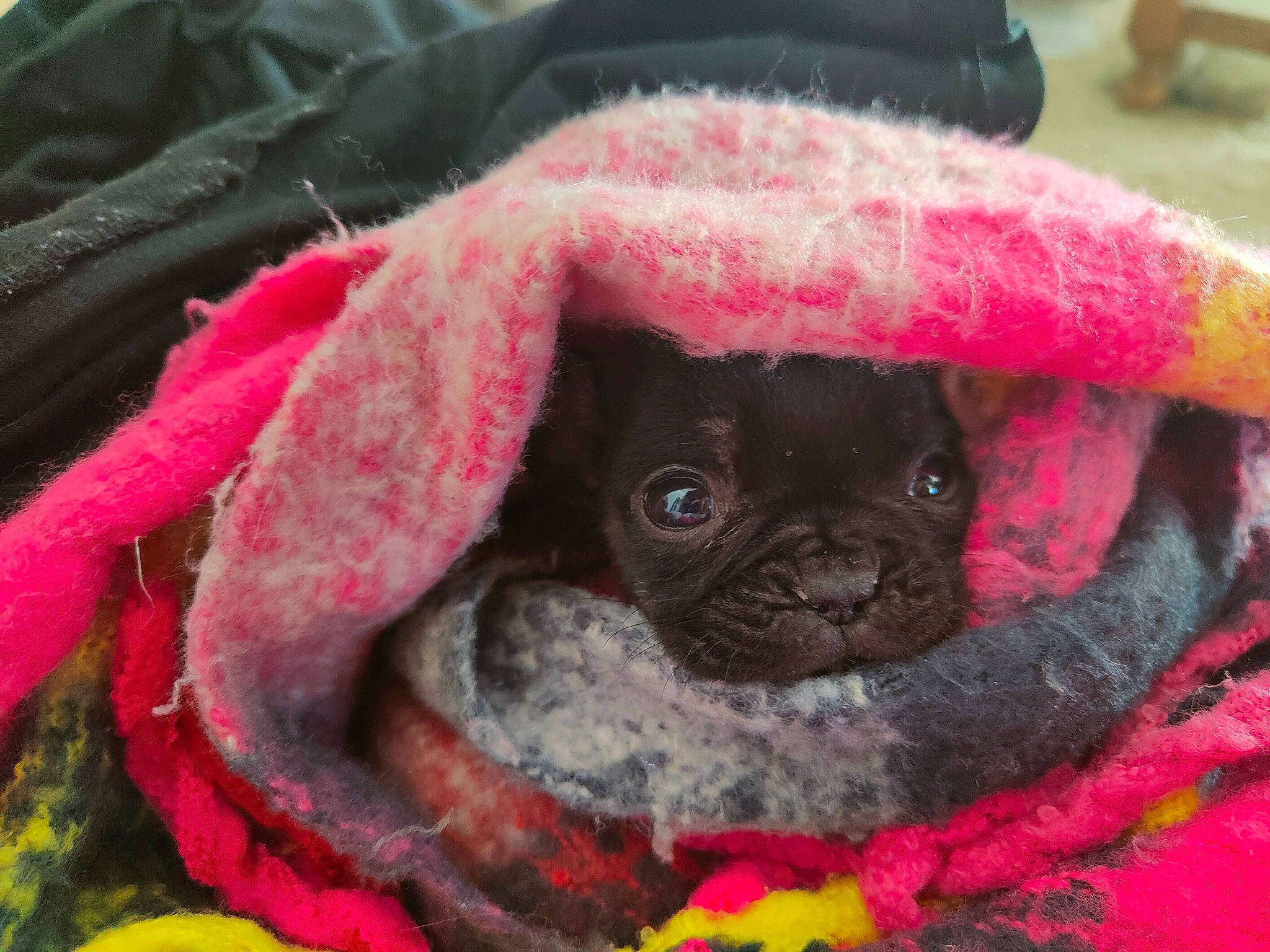 Mia participe au concours pour gagner de l'argent avec cette photo : canidae, carmine, carnivore, close_up, companion_dog, dog, dog_breed, fawn, fur, magenta, petal, pink, pug, red, snout, sporting_group, terrestrial_animal, toy_dog, working_animal, wrinkle