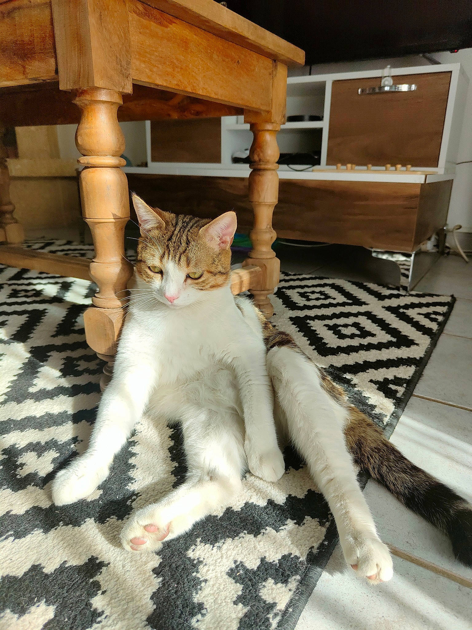 Stitch a rejoint le concours — aidez-le/la à gagner de superbes lots ! carnivore, cat, cat_supply, comfort, domestic_short_haired_cat, fawn, felidae, flooring, foot, fur, hardwood, human_leg, paw, pet_supply, shelf, sitting, small_to_medium_sized_cats, tail, whiskers, wood