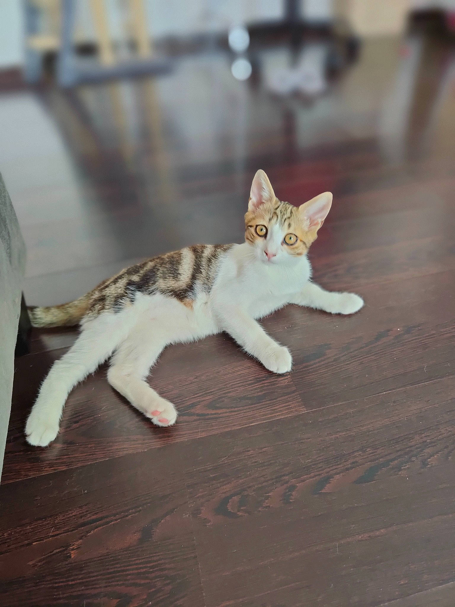 Stitch a rejoint le concours — aidez-le/la à gagner de superbes lots ! art, carnivore, cat, claw, domestic_short_haired_cat, fawn, felidae, flooring, fur, hardwood, paw, sitting, small_to_medium_sized_cats, snout, tail, terrestrial_animal, whiskers, wildlife, wood