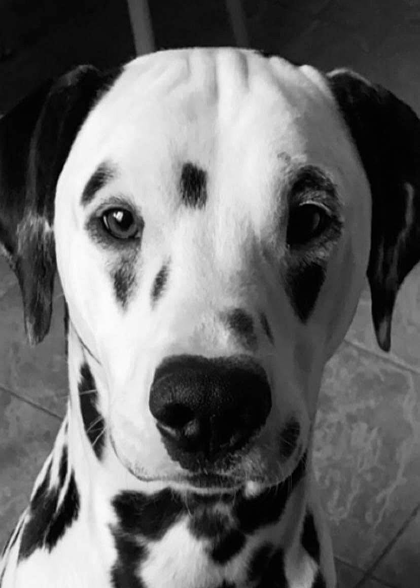 Juno participe au concours pour gagner de l'argent avec cette photo : beauty, black, black_and_white, carnivore, close_up, companion_dog, dalmatian, dog, dog_breed, ear, fawn, fur, monochrome, monochrome_photography, snout, sporting_group, style, whiskers, white, working_animal