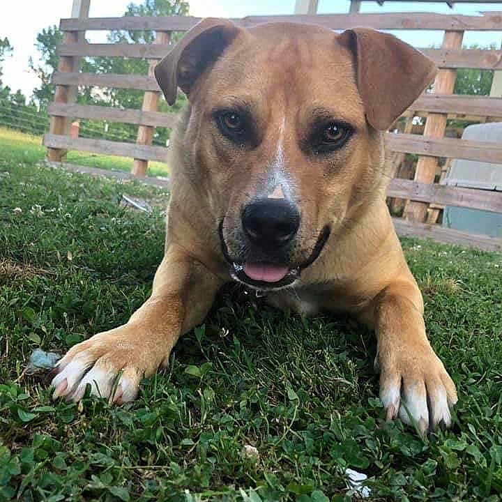 Kipper is registered to the contest to win money with this photo: animal, architecture, backyard, boxer, building, bulldog, canine, dog, fence, grass, hound, lawn, nature, outdoors, park, pet, plant, puppy, shelter, yard