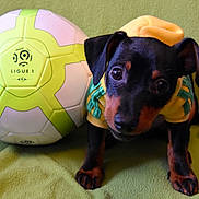 Flóky a rejoint le concours — aidez-le/la à gagner de superbes lots ! carnivoran, dog, dog_breed, dog_like_mammal, pinscher, puppy, snout