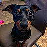 Flóky a rejoint le concours — aidez-le/la à gagner de superbes lots ! black_and_tan_terrier, carnivoran, dog, dog_breed, dog_like_mammal, english_toy_terrier, german_pinscher, manchester_terrier, miniature_pinscher, pinscher, prazsky_krysarik, snout, toy_manchester_terrier, vulnerable_native_breeds