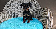 Flóky participe au concours pour gagner de l'argent avec cette photo : austrian_black_and_tan_hound, black_and_tan_terrier, carnivoran, dobermann, dog, dog_breed, dog_like_mammal, german_pinscher, huntaway, manchester_terrier, miniature_pinscher, pinscher, prazsky_krysarik, puppy, vulnerable_native_breeds
