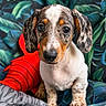 animal, blanket, brown, colorful, couch, cushions, cute, dachshund, dog, front_facing, indoors, leaf_pattern, long_ears, pet, pillow, portrait, puppy, short_legs, sitting, white